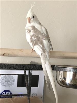 Cockatiel bird for sale 