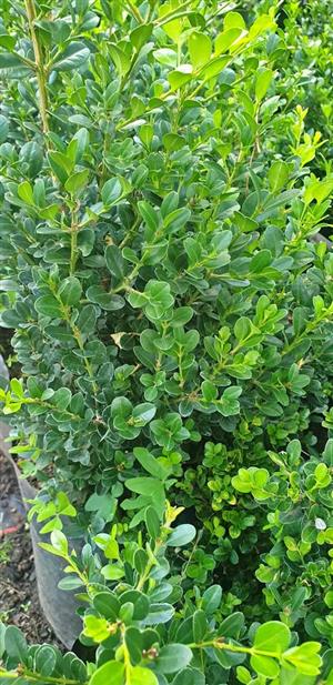 Buxus shrub