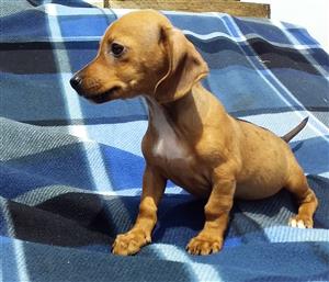 Dachshund Puppies Worsies Wors Hondjies Junk Mail