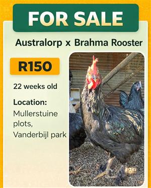 Australorp Roosters