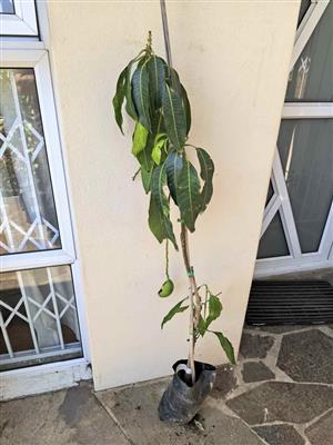 Fruit-bearing Grafted Keitt Mango Tree  (1 available)
