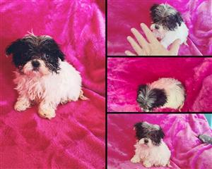 Morkie puppies