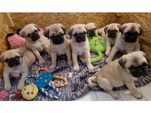Adorable Pug Puppies For Sale!!