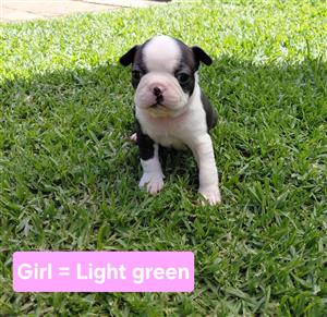 Boston terrier puppies 