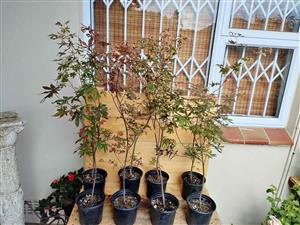 Acer Palmatum (Japanese Maple - Atropurpureum) 