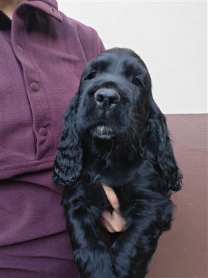 Cocker spanjoel puppies, pure bred 