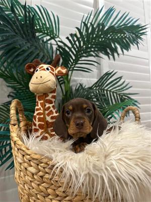 Dachshund puppies 