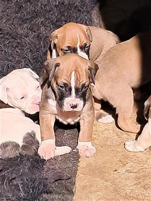 Rare and Adorable B.Boxer Puppies!!