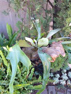 Stag horn plant