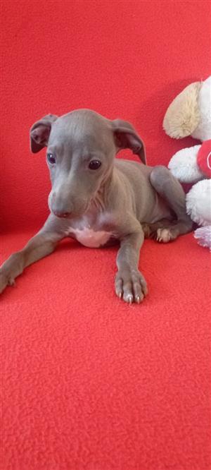 Whippets