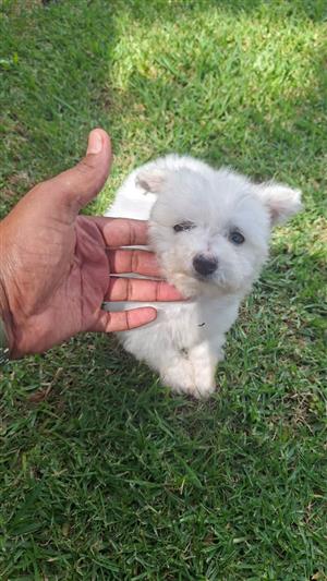 Maltese puppies available 