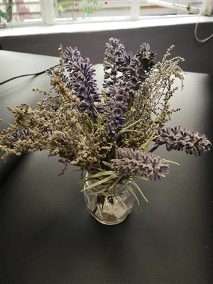Lavender plant for sale 