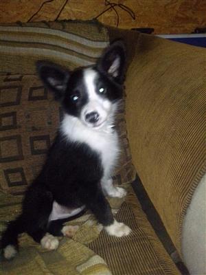 Border collies for sale 