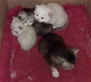 Chinchilla kittens (small Persian type)