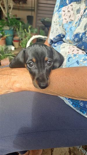Beautiful miniature Dachshund puppies 