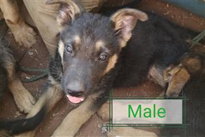 German Shepherd pups for sale