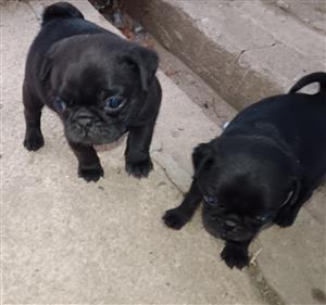 Pug puppies