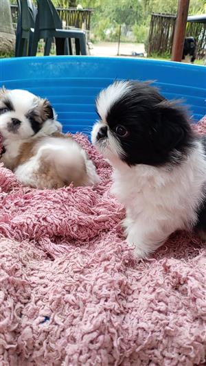 Pekingese Puppies