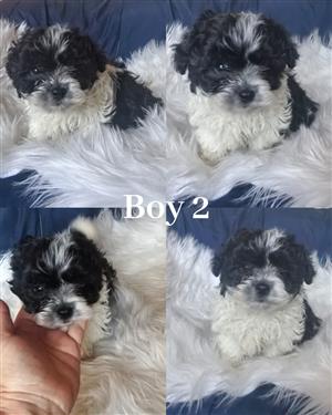 Maltese poodle