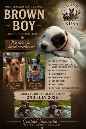 Red and blue heelers Australian cattle dog