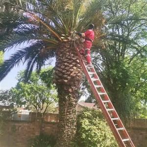 Tree felling and rubble removal services