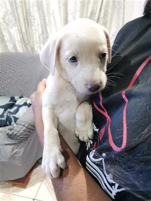 Purebred Labrador male puppy 