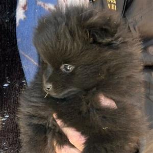 Rare black toy pom pup