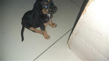Short  legged dachshund cross jack russell puppies for sale