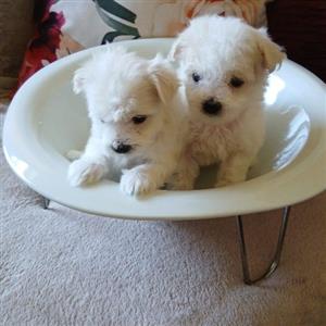 Miniature Maltese 
