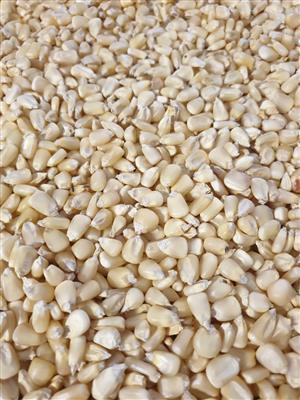 Non gmo white maize for sale now