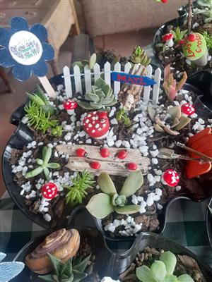 Succulent fairy gardens