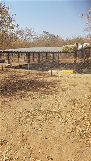 Kraal and grazing camp fot goats or sheep to rent.