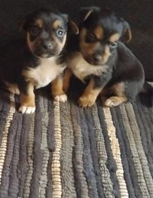 Yorkies x chihuahua