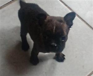 Pugston puppies (pug x Boston terrier)