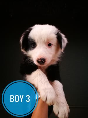 PURE BRED BORDER COLLIES/ SKAAPHONDE