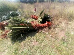 Fresh cycas trees