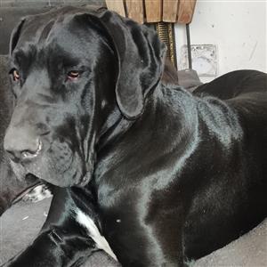 Great Dane Puppies for sale