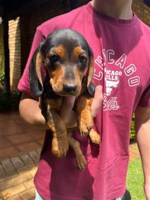 Dachshund puppies for sale
