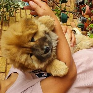 beautiful chow chow puppies 