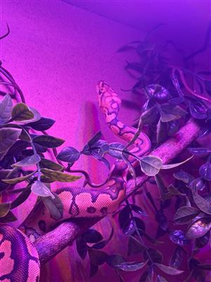 Baby ball python