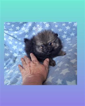 Toy Pom / Pomeranian 