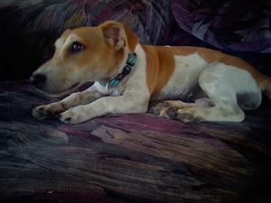 Short leg Jackrussel female puppy