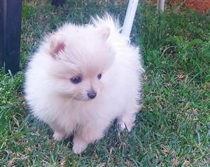 Pomeranian/ Toypom Puppies for sale