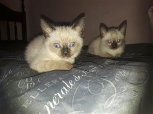 Pure Bred Seal Point Siamese Kittens For Sale Junk Mail