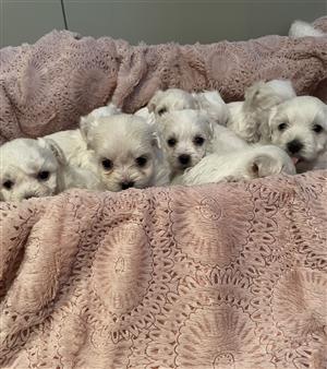 6 week old female Maltese puppies for sale 