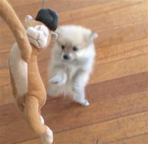 Toypom puppies 