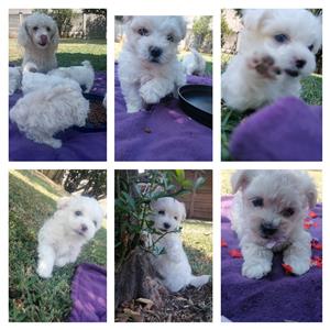 Beautiful white and Beige pure bred Maltese puppies for sale