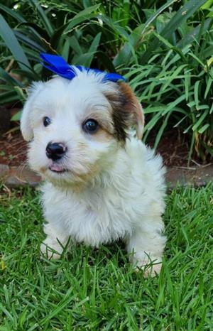 Gorgeous biewer male available 