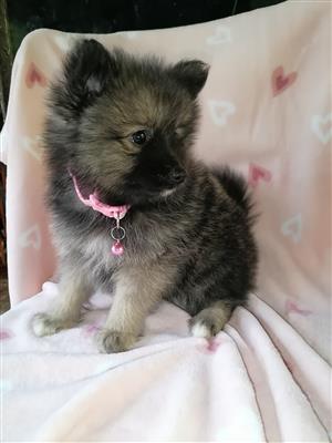 Pomsky Puppies