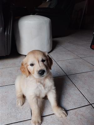 Golden  Retriever puppies 